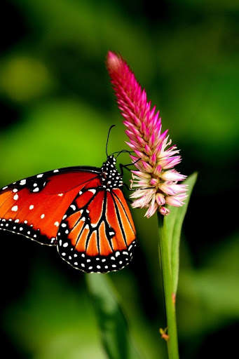 Butterfly Video Live Wallpaper screenshot 3
