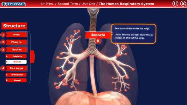 El-Moasser Respiratory System 3D screenshot 5