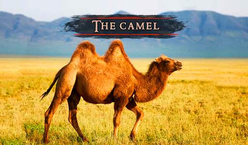 The Camel screenshot 10