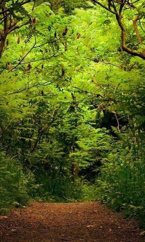 Jungle Live Wallpaper : backgrounds hd screenshot 2