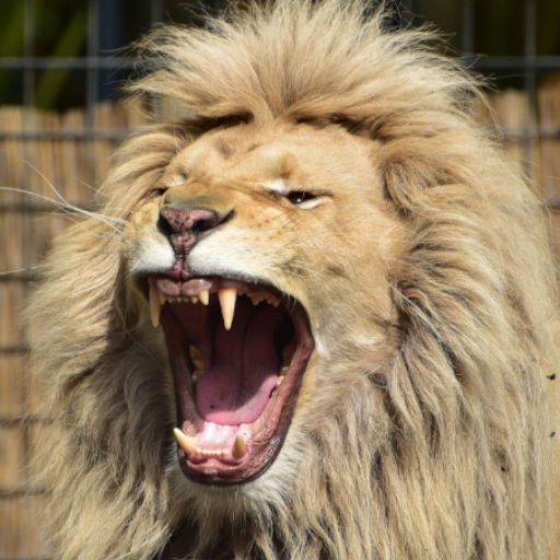 Lion Sound icon