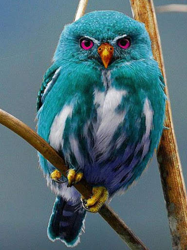 Bird Puzzle स्क्रीनशॉट 8