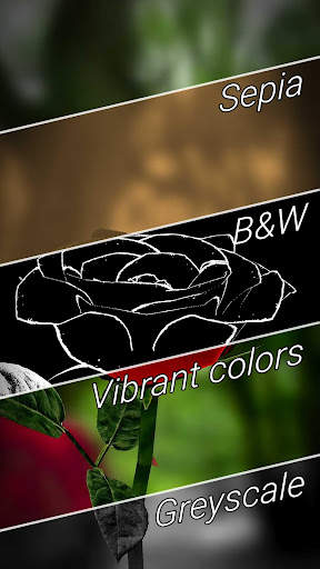 3D Rose Live Wallpaper screenshot 4