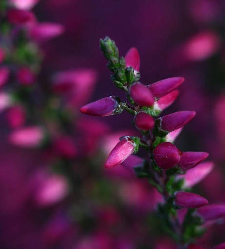 Spring Wallpapers HD screenshot 3