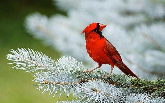 Bird HD Live Wallpaper screenshot 2