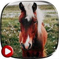 Horses Video Live Wallpaper