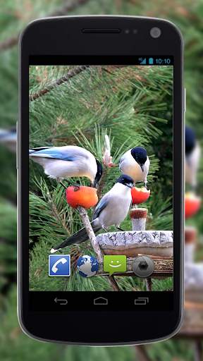 4K Garden Birds Video Live Wal screenshot 2
