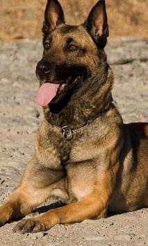Belgian Malinois New Wallpapers Themes screenshot 3