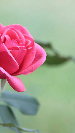 Rose Wallpaper HD & 4k Backgrounds screenshot 8