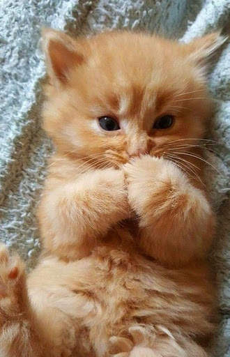 Cat Live Wallpaper screenshot 1