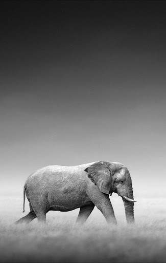Elephant Wallpaper 1 تصوير الشاشة