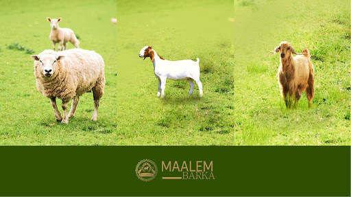 Maalem Barka screenshot 1