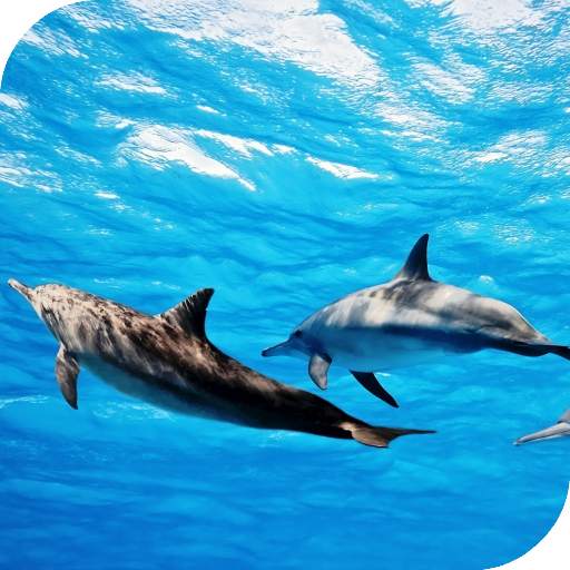 Dolphins Live Wallpaper 4.0
