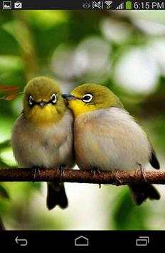 Love Birds Wallpaper Live screenshot 4