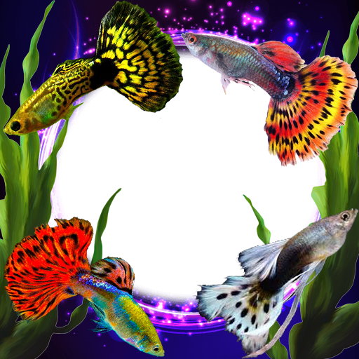 Guppy Fishs Photo Frames icon