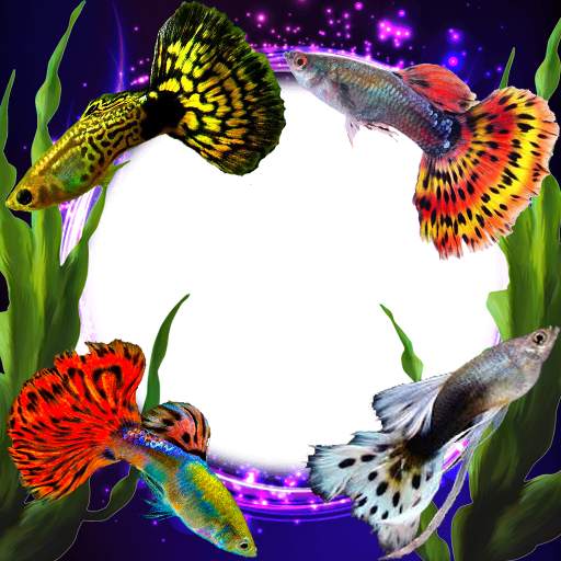Guppy Fishs Photo Frames 1.1