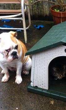 Funny cats and dogs Puzzles screenshot 2