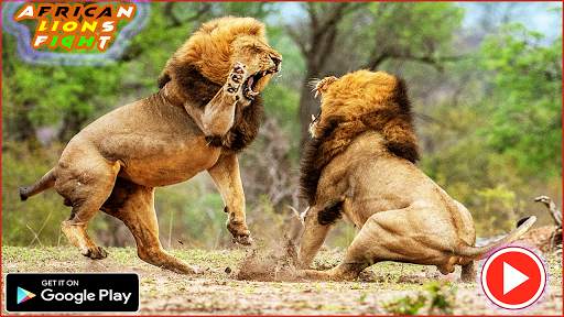 Pk African Lions Fight screenshot 2
