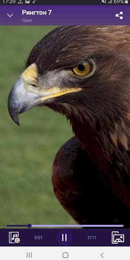 Eagle - RINGTONES and WALLPAPERS screenshot 2