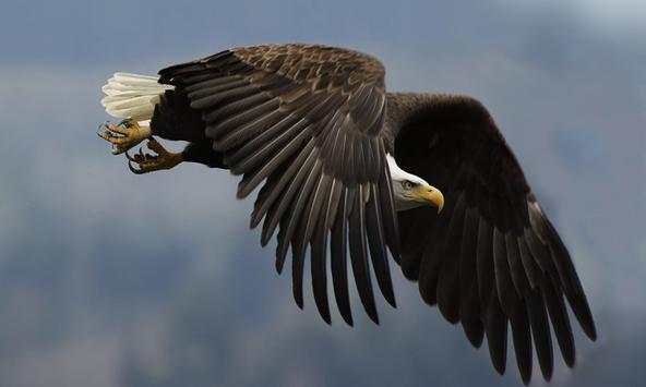 Bald Eagles Wallpapers screenshot 1