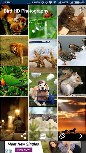 Bird & Animal HD Wallpaper screenshot 2