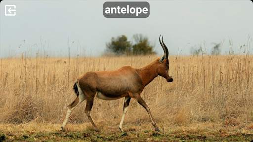 Animal Sounds Free screenshot 2