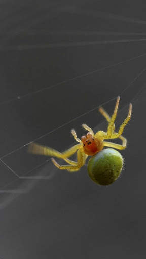 Spider Wallpapers HD & 4k Backgrounds screenshot 7