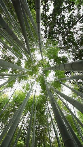 Japan Video Wallpapers screenshot 8