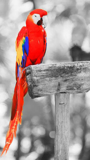 Color Splash Magic : Recolor photo art effect screenshot 6