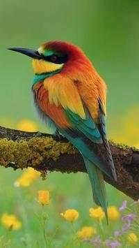 Beautiful Birds Wallpapers HD2 screenshot 6