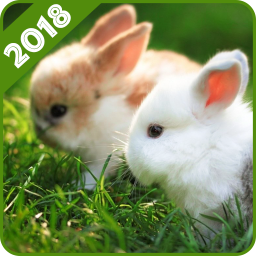 Rabbit Wallpaper icon