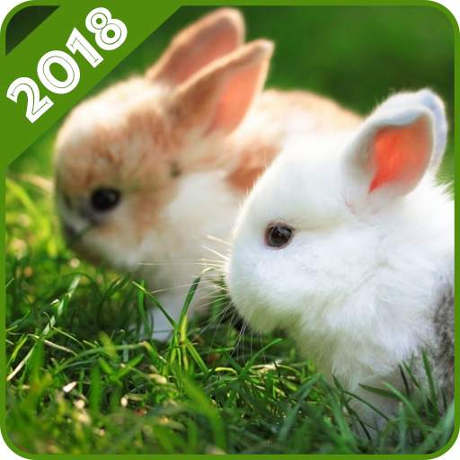 Rabbit Wallpaper 1.1