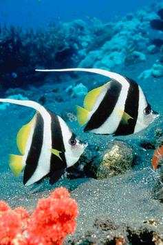 Fish Wallpaper screenshot 6