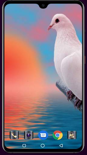 HD Pigeon Wallpaper screenshot 13