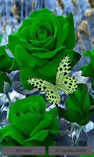 Green Roses Butterfly LWP screenshot 1