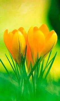 Crocus Free live wallpaper screenshot 1