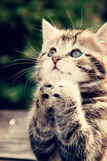 Cat Video Live Wallpaper screenshot 5