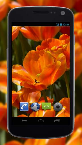 4K Flower Glade Video Live Wallpapers screenshot 4