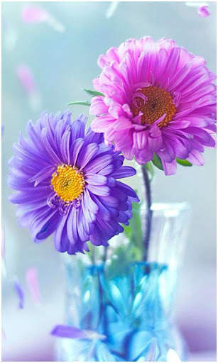 Beautiful All Flowers Photo Pics Free screenshot 5