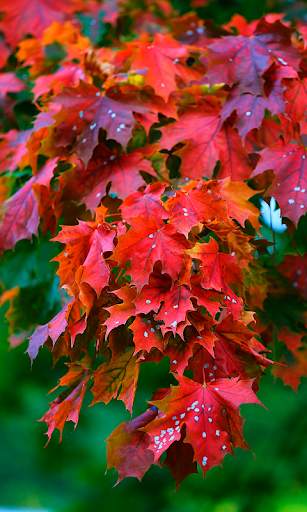 Autumn leaves Wallpapers (backgrounds & themes) screenshot 2