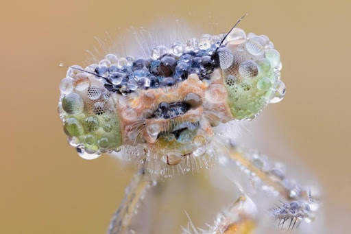 Dragonfly HD Wallpaper screenshot 2