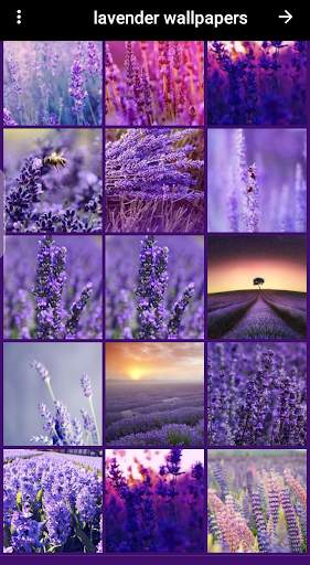 lavender wallpaper screenshot 2