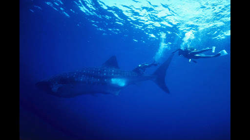 Whale Shark. Wallpapers screenshot 4