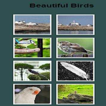 Birds PhotoGallery स्क्रीनशॉट 1