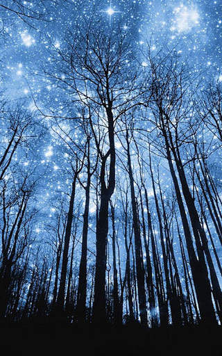 HD Forest Live Wallpaper screenshot 3