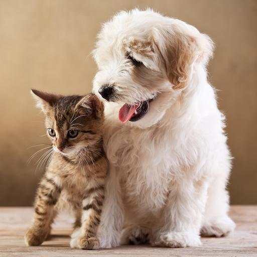 Cute funny puppy & cat photos 1.7
