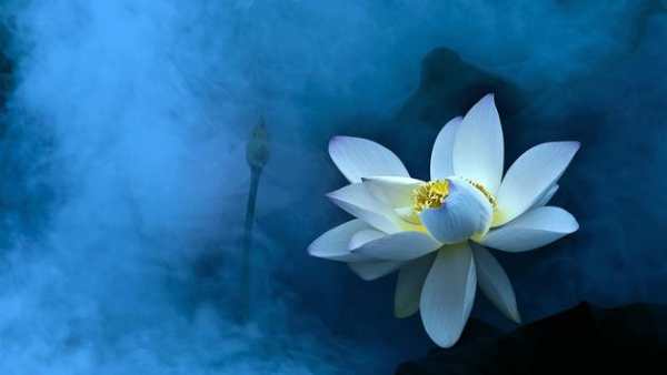 Lotus Live Wallpaper Free screenshot 3