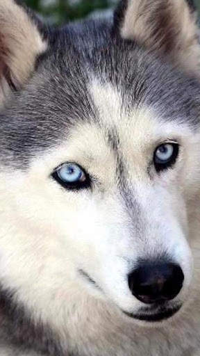 Husky Live Wallpaper screenshot 2