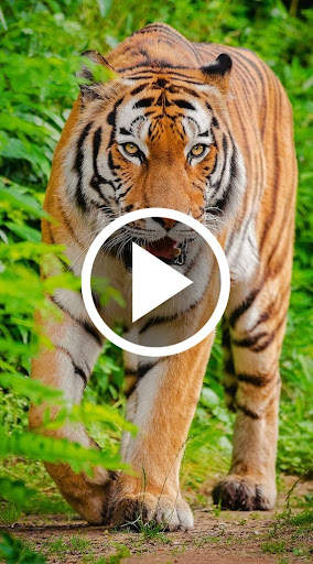 Animal Video Wallpaper screenshot 5