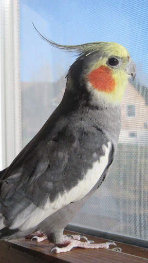 Cockatiels Bird Wallpapers HD screenshot 7